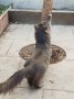 Toby (2)
